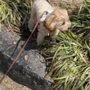 ヒメ日記 2025/04/20 11:50 投稿 もも if(イフ) 中村店