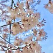 ヒメ日記 2025/03/27 22:20 投稿 遥(はるか) 可憐な妻たち 太田店