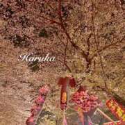 ヒメ日記 2025/04/12 08:12 投稿 遥(はるか) 可憐な妻たち 太田店