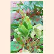 ヒメ日記 2025/03/25 07:43 投稿 ここ 鶯谷おかあさん