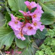 ヒメ日記 2025/04/10 12:53 投稿 ここ 鶯谷おかあさん