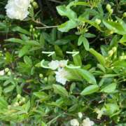 ヒメ日記 2025/04/10 21:32 投稿 ここ 鶯谷おかあさん