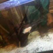 ヒメ日記 2025/04/24 14:15 投稿 はな if(イフ) 中村店