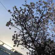 ヒメ日記 2025/04/22 07:08 投稿 あい 札幌回春性感マッサージ倶楽部