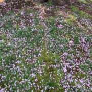 ヒメ日記 2025/05/08 09:22 投稿 あい 札幌回春性感マッサージ倶楽部