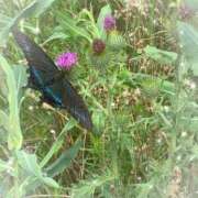 ヒメ日記 2025/08/06 05:28 投稿 あい 札幌回春性感マッサージ倶楽部