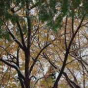 ヒメ日記 2025/11/08 15:58 投稿 あい 札幌回春性感マッサージ倶楽部