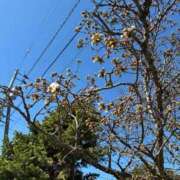 ヒメ日記 2026/04/16 15:38 投稿 あい 札幌回春性感マッサージ倶楽部