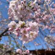 ヒメ日記 2025/04/11 10:48 投稿 東ゆうあ 聖リッチ女学園