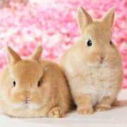 ヒメ日記 2025/02/27 23:48 投稿 しおり奥様 金沢の20代30代40代50代が集う人妻倶楽部