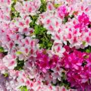 ヒメ日記 2025/04/29 12:48 投稿 しおり奥様 金沢の20代30代40代50代が集う人妻倶楽部