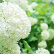 ヒメ日記 2025/06/06 08:48 投稿 しおり奥様 金沢の20代30代40代50代が集う人妻倶楽部