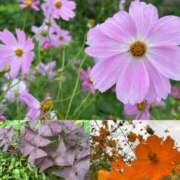 ヒメ日記 2025/10/08 12:51 投稿 葵(あおい)奥様 金沢の20代30代40代50代が集う人妻倶楽部