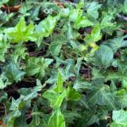 ヒメ日記 2025/11/01 13:03 投稿 葵(あおい)奥様 金沢の20代30代40代50代が集う人妻倶楽部