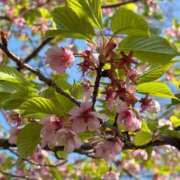 ヒメ日記 2026/04/04 10:18 投稿 葵(あおい)奥様 金沢の20代30代40代50代が集う人妻倶楽部