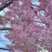 ヒメ日記 2026/04/11 15:12 投稿 葵(あおい)奥様 金沢の20代30代40代50代が集う人妻倶楽部