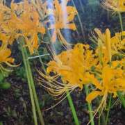 ヒメ日記 2025/10/05 07:36 投稿 堀 ちえみ 熟女・人妻マダム宮殿