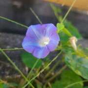 ヒメ日記 2025/10/06 07:24 投稿 堀 ちえみ 熟女・人妻マダム宮殿