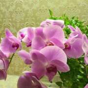 ヒメ日記 2026/04/09 09:11 投稿 堀 ちえみ 熟女・人妻マダム宮殿