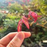 ヒメ日記 2025/12/16 00:48 投稿 たまきさん いけない奥さん 梅田店