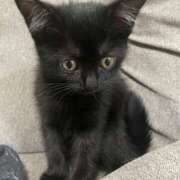 りりか 荒ぶる黒毛玉 モアグループ川越人妻花壇