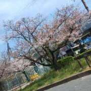 ヒメ日記 2025/04/09 12:06 投稿 りぼん 妻天 京橋店