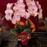 ヒメ日記 2025/12/10 19:08 投稿 りぼん 妻天 京橋店