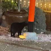 ヒメ日記 2026/04/22 11:09 投稿 なな アート姫