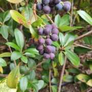 ヒメ日記 2025/11/13 08:07 投稿 ゆりこ 逢って30秒で即尺