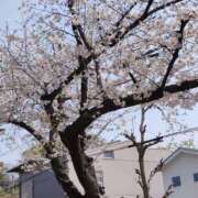 ヒメ日記 2026/03/29 19:56 投稿 ゆりこ 逢って30秒で即尺