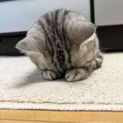 ヒメ日記 2024/12/10 16:50 投稿 ねこ ナメすぎサークル立川店