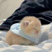 ヒメ日記 2024/12/27 05:00 投稿 ねこ ナメすぎサークル立川店