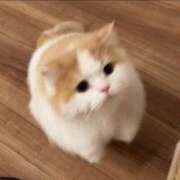 ヒメ日記 2025/01/01 23:03 投稿 ねこ ナメすぎサークル立川店