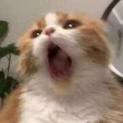 ヒメ日記 2025/01/06 22:36 投稿 ねこ ナメすぎサークル立川店