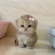 ヒメ日記 2025/01/07 05:00 投稿 ねこ ナメすぎサークル立川店