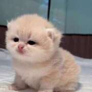 ヒメ日記 2025/01/07 21:04 投稿 ねこ ナメすぎサークル立川店