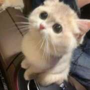 ヒメ日記 2025/01/10 22:01 投稿 ねこ ナメすぎサークル立川店