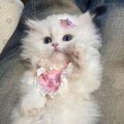 ヒメ日記 2025/01/18 15:06 投稿 ねこ ナメすぎサークル立川店