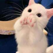 ヒメ日記 2025/01/21 14:14 投稿 ねこ ナメすぎサークル立川店