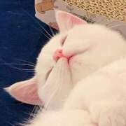 ヒメ日記 2025/01/26 12:27 投稿 ねこ ナメすぎサークル立川店