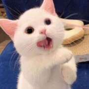 ヒメ日記 2025/01/26 21:25 投稿 ねこ ナメすぎサークル立川店