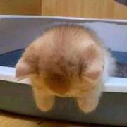 ヒメ日記 2025/02/14 12:04 投稿 ねこ ナメすぎサークル立川店