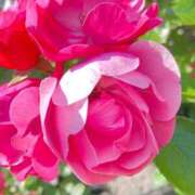 ヒメ日記 2025/05/28 08:10 投稿 れいか マダムバンク 富山本店