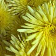 ヒメ日記 2026/01/27 07:54 投稿 れいか マダムバンク 富山本店