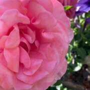 ヒメ日記 2026/04/13 13:04 投稿 れいか マダムバンク 富山本店