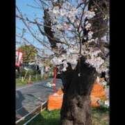 なお 🌸花より団子🍡ならぬ「鮎とじゃがバター｣🌸 人妻倶楽部 内緒の関係 越谷店