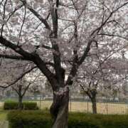 ヒメ日記 2025/04/12 23:40 投稿 叶　すずせ エテルナ京都