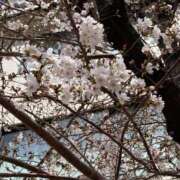 ヒメ日記 2025/04/01 13:02 投稿 みつば 愛知弥富ちゃんこ