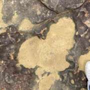 ヒメ日記 2025/07/20 23:21 投稿 みつば 愛知弥富ちゃんこ