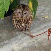 みつば 金曜日だった！ 愛知弥富ちゃんこ